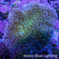 Leather Coral- Long Polyp Toadstool Leather 8cm WYSIWYG A4M Leather Coral- Long Polyp Toadstool Leather 8cm WYSIWYG A4M Soft Coral Leather Coral- Long Polyp Toadstool Leather 8cm WYSIWYG A4M Zeo Box Reef