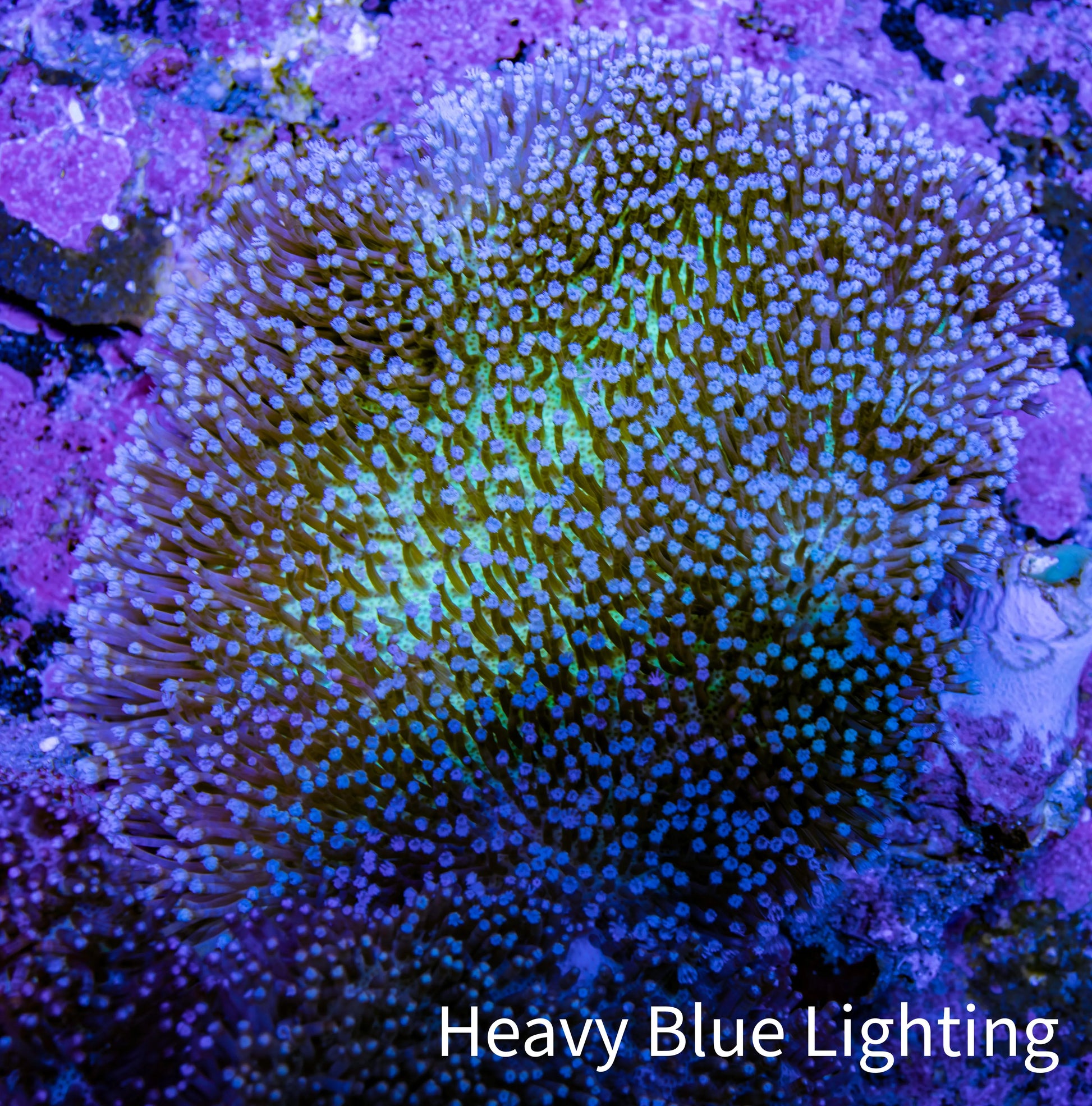 Leather Coral- Long Polyp Toadstool Leather 8cm WYSIWYG A4M Leather Coral- Long Polyp Toadstool Leather 8cm WYSIWYG A4M Soft Coral Leather Coral- Long Polyp Toadstool Leather 8cm WYSIWYG A4M Zeo Box Reef
