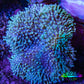 Leather Coral- Long Polyp Toadstool Leather 8cm WYSIWYG L1W2 Leather Coral- Long Polyp Toadstool Leather 8cm WYSIWYG L1W2 Soft Coral Leather Coral- Long Polyp Toadstool Leather 8cm WYSIWYG L1W2 Zeo Box Reef
