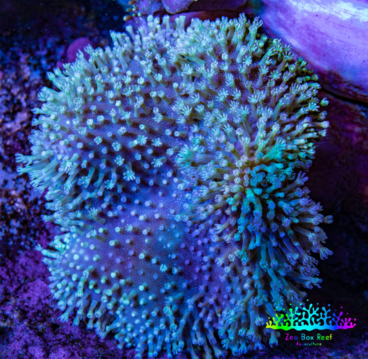 Leather Coral- Long Polyp Toadstool Leather 8cm WYSIWYG L1W2 Leather Coral- Long Polyp Toadstool Leather 8cm WYSIWYG L1W2 Soft Coral Leather Coral- Long Polyp Toadstool Leather 8cm WYSIWYG L1W2 Zeo Box Reef