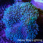 Leather Coral- Long Polyp Toadstool Leather 8cm WYSIWYG L1W2 Leather Coral- Long Polyp Toadstool Leather 8cm WYSIWYG L1W2 Soft Coral Leather Coral- Long Polyp Toadstool Leather 8cm WYSIWYG L1W2 Zeo Box Reef