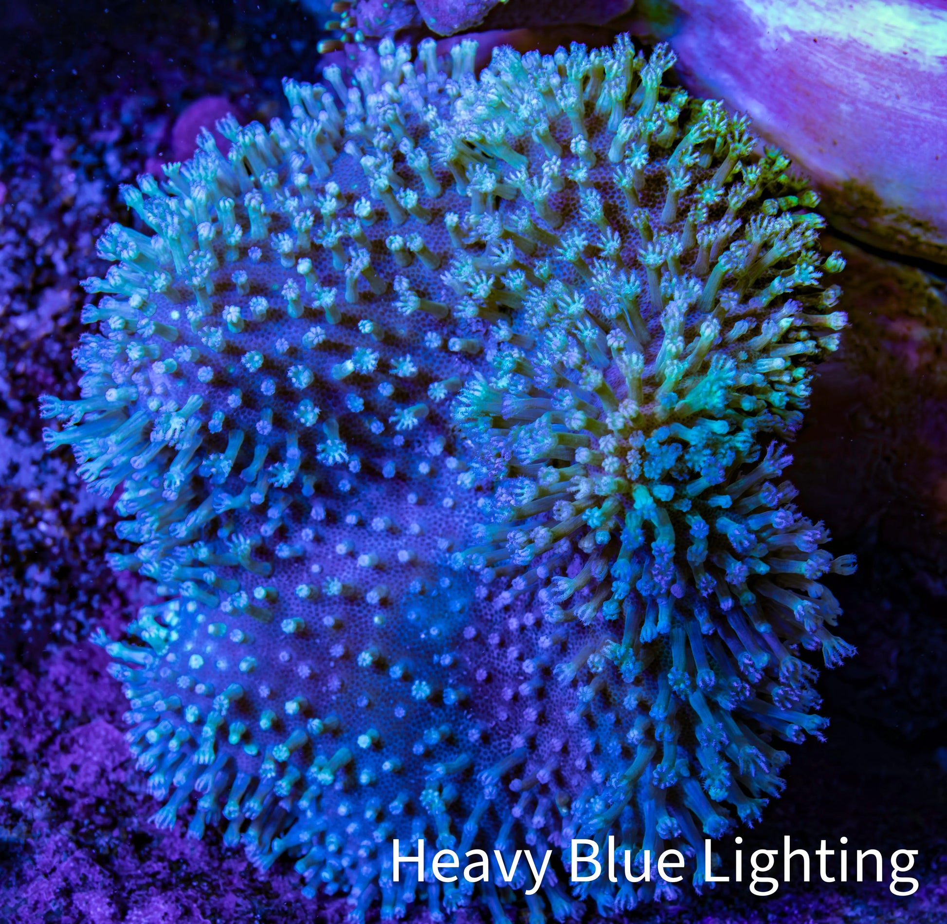 Leather Coral- Long Polyp Toadstool Leather 8cm WYSIWYG L1W2 Leather Coral- Long Polyp Toadstool Leather 8cm WYSIWYG L1W2 Soft Coral Leather Coral- Long Polyp Toadstool Leather 8cm WYSIWYG L1W2 Zeo Box Reef