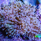 Leather Coral- Long Polyp Toadstool Leather 8cm WYSIWYG L2W2 Leather Coral- Long Polyp Toadstool Leather 8cm WYSIWYG L2W2 Soft Coral Leather Coral- Long Polyp Toadstool Leather 8cm WYSIWYG L2W2 Zeo Box Reef