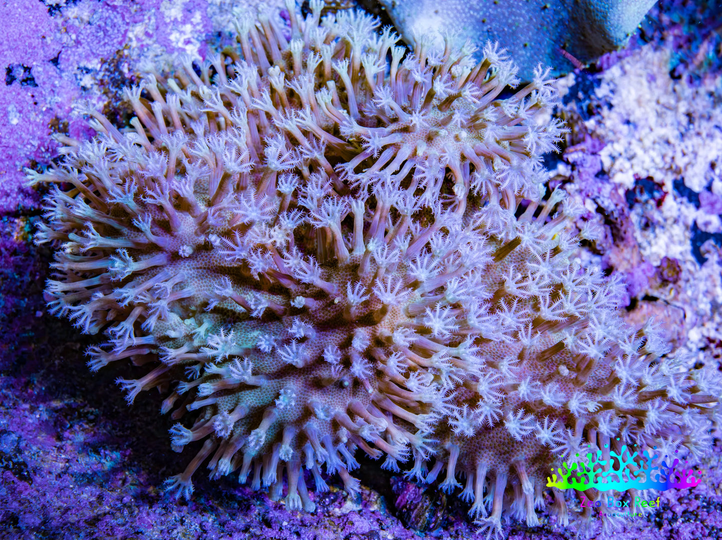 Leather Coral- Long Polyp Toadstool Leather 8cm WYSIWYG L2W2 Leather Coral- Long Polyp Toadstool Leather 8cm WYSIWYG L2W2 Soft Coral Leather Coral- Long Polyp Toadstool Leather 8cm WYSIWYG L2W2 Zeo Box Reef