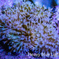 Leather Coral- Long Polyp Toadstool Leather 8cm WYSIWYG L2W2 Leather Coral- Long Polyp Toadstool Leather 8cm WYSIWYG L2W2 Soft Coral Leather Coral- Long Polyp Toadstool Leather 8cm WYSIWYG L2W2 Zeo Box Reef
