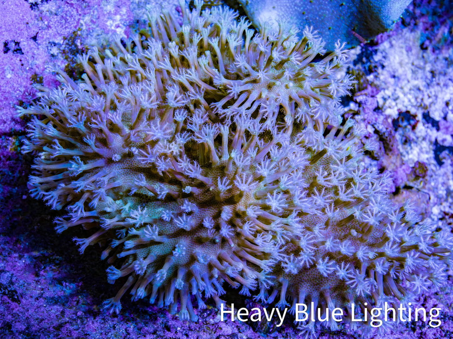 Leather Coral- Long Polyp Toadstool Leather 8cm WYSIWYG L2W2 Leather Coral- Long Polyp Toadstool Leather 8cm WYSIWYG L2W2 Soft Coral Leather Coral- Long Polyp Toadstool Leather 8cm WYSIWYG L2W2 Zeo Box Reef