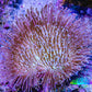 Leather Coral- Long Polyp Toadstool Leather 8cm WYSIWYG L2W2 Leather Coral- Long Polyp Toadstool Leather 8cm WYSIWYG L2W2 Soft Coral Leather Coral- Long Polyp Toadstool Leather 8cm WYSIWYG L2W2 Zeo Box Reef