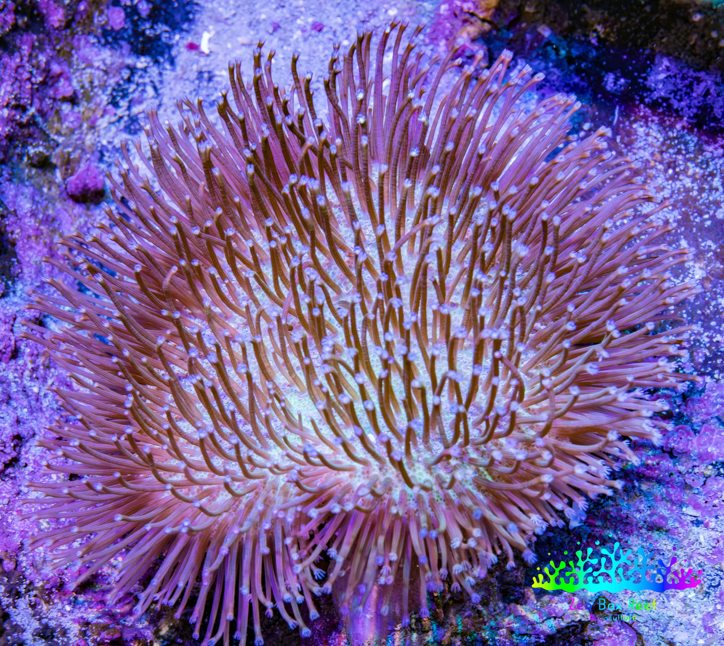 Leather Coral- Long Polyp Toadstool Leather 8cm WYSIWYG L2W2 Leather Coral- Long Polyp Toadstool Leather 8cm WYSIWYG L2W2 Soft Coral Leather Coral- Long Polyp Toadstool Leather 8cm WYSIWYG L2W2 Zeo Box Reef