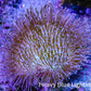 Leather Coral- Long Polyp Toadstool Leather 8cm WYSIWYG L2W2 Leather Coral- Long Polyp Toadstool Leather 8cm WYSIWYG L2W2 Soft Coral Leather Coral- Long Polyp Toadstool Leather 8cm WYSIWYG L2W2 Zeo Box Reef