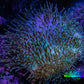 Leather Coral- Long Polyp Toadstool Leather 8cm WYSIWYG LB1 Leather Coral- Long Polyp Toadstool Leather 8cm WYSIWYG LB1 Soft Coral Leather Coral- Long Polyp Toadstool Leather 8cm WYSIWYG LB1 Zeo Box Reef