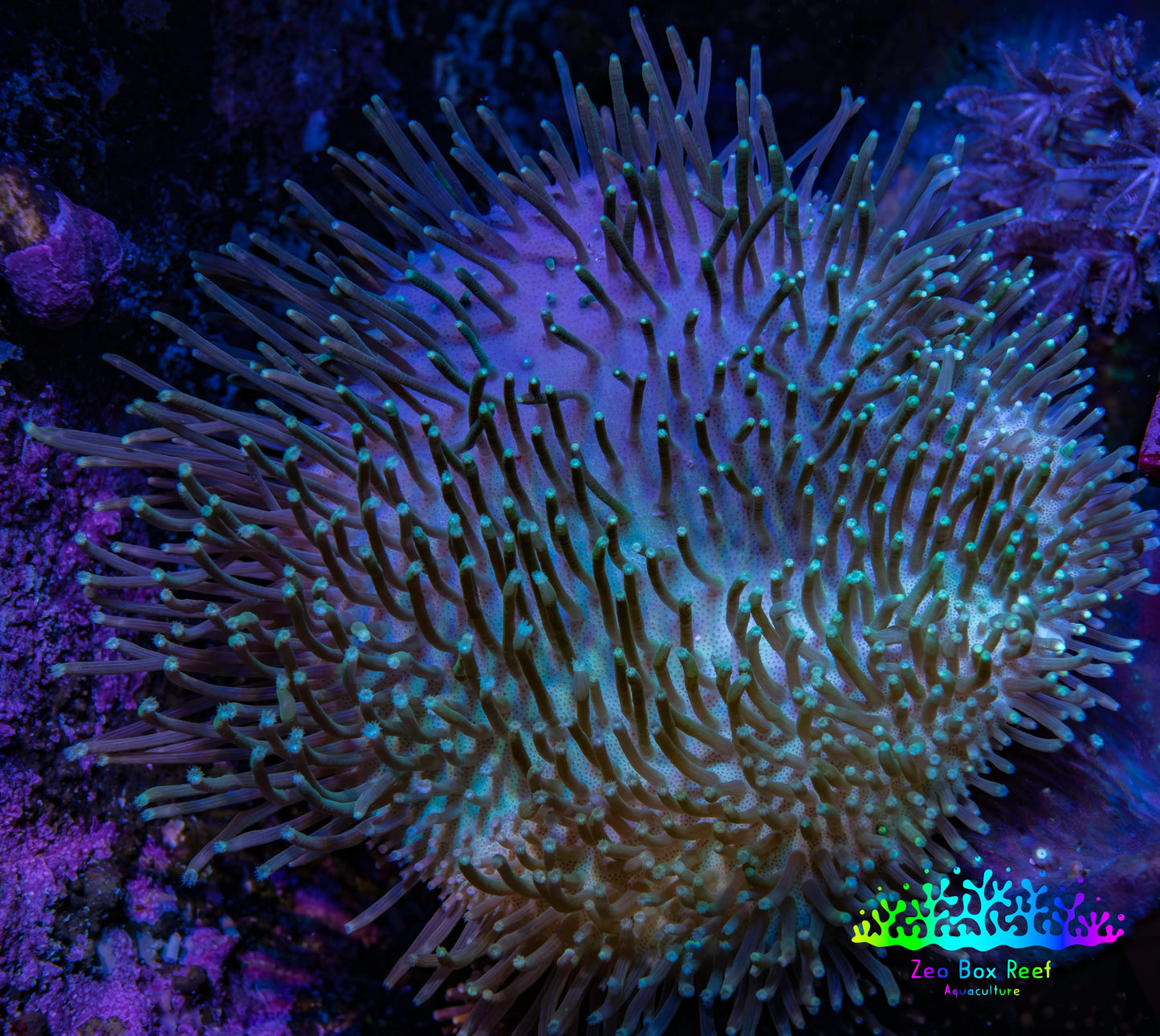 Leather Coral- Long Polyp Toadstool Leather 8cm WYSIWYG LB1 Leather Coral- Long Polyp Toadstool Leather 8cm WYSIWYG LB1 Soft Coral Leather Coral- Long Polyp Toadstool Leather 8cm WYSIWYG LB1 Zeo Box Reef
