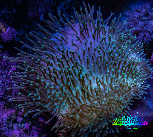 Leather Coral- Long Polyp Toadstool Leather 8cm WYSIWYG LB1 Leather Coral- Long Polyp Toadstool Leather 8cm WYSIWYG LB1 Soft Coral Leather Coral- Long Polyp Toadstool Leather 8cm WYSIWYG LB1 Zeo Box Reef