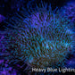 Leather Coral- Long Polyp Toadstool Leather 8cm WYSIWYG LB1 Leather Coral- Long Polyp Toadstool Leather 8cm WYSIWYG LB1 Soft Coral Leather Coral- Long Polyp Toadstool Leather 8cm WYSIWYG LB1 Zeo Box Reef