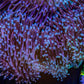 Leather Coral- Long Polyp Toadstool Leather 8cm WYSIWYG LB2 Leather Coral- Long Polyp Toadstool Leather 8cm WYSIWYG LB2 Soft Coral Leather Coral- Long Polyp Toadstool Leather 8cm WYSIWYG LB2 Zeo Box Reef