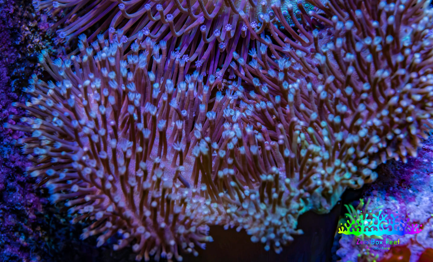 Leather Coral- Long Polyp Toadstool Leather 8cm WYSIWYG LB2 Leather Coral- Long Polyp Toadstool Leather 8cm WYSIWYG LB2 Soft Coral Leather Coral- Long Polyp Toadstool Leather 8cm WYSIWYG LB2 Zeo Box Reef