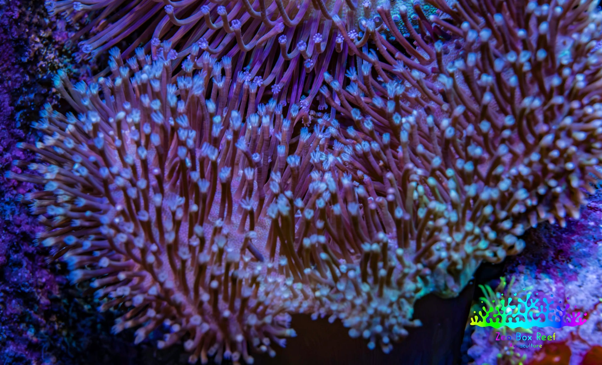 Leather Coral- Long Polyp Toadstool Leather 8cm WYSIWYG LB2 Leather Coral- Long Polyp Toadstool Leather 8cm WYSIWYG LB2 Soft Coral Leather Coral- Long Polyp Toadstool Leather 8cm WYSIWYG LB2 Zeo Box Reef
