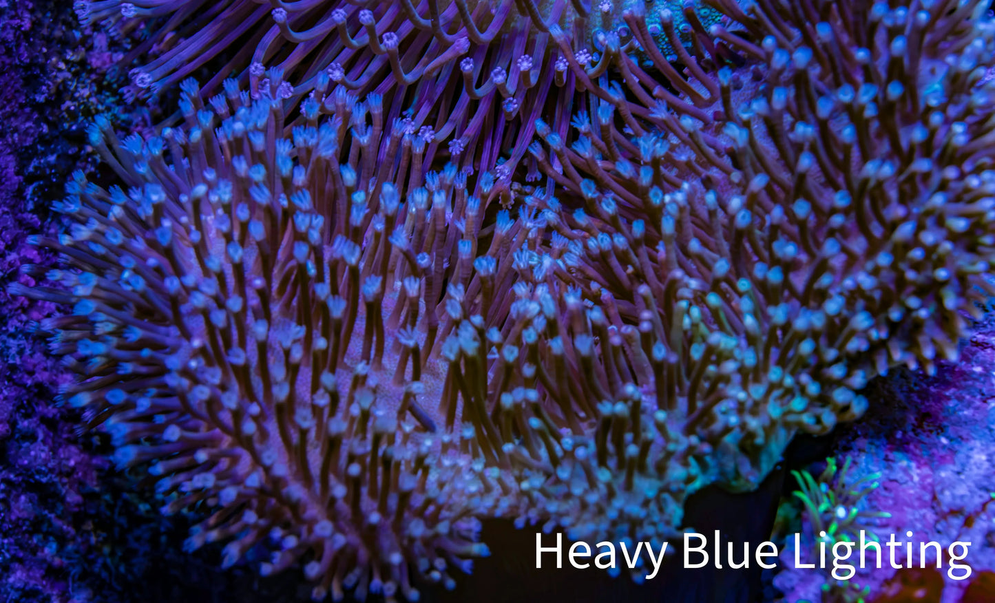 Leather Coral- Long Polyp Toadstool Leather 8cm WYSIWYG LB2 Leather Coral- Long Polyp Toadstool Leather 8cm WYSIWYG LB2 Soft Coral Leather Coral- Long Polyp Toadstool Leather 8cm WYSIWYG LB2 Zeo Box Reef