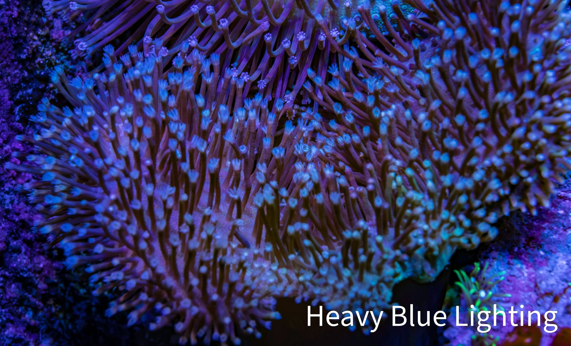Leather Coral- Long Polyp Toadstool Leather 8cm WYSIWYG LB2 Leather Coral- Long Polyp Toadstool Leather 8cm WYSIWYG LB2 Soft Coral Leather Coral- Long Polyp Toadstool Leather 8cm WYSIWYG LB2 Zeo Box Reef