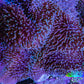 Leather Coral- Long Polyp Toadstool Leather 8cm WYSIWYG LBP1 Leather Coral- Long Polyp Toadstool Leather 8cm WYSIWYG LBP1 Soft Coral Leather Coral- Long Polyp Toadstool Leather 8cm WYSIWYG LBP1 Zeo Box Reef