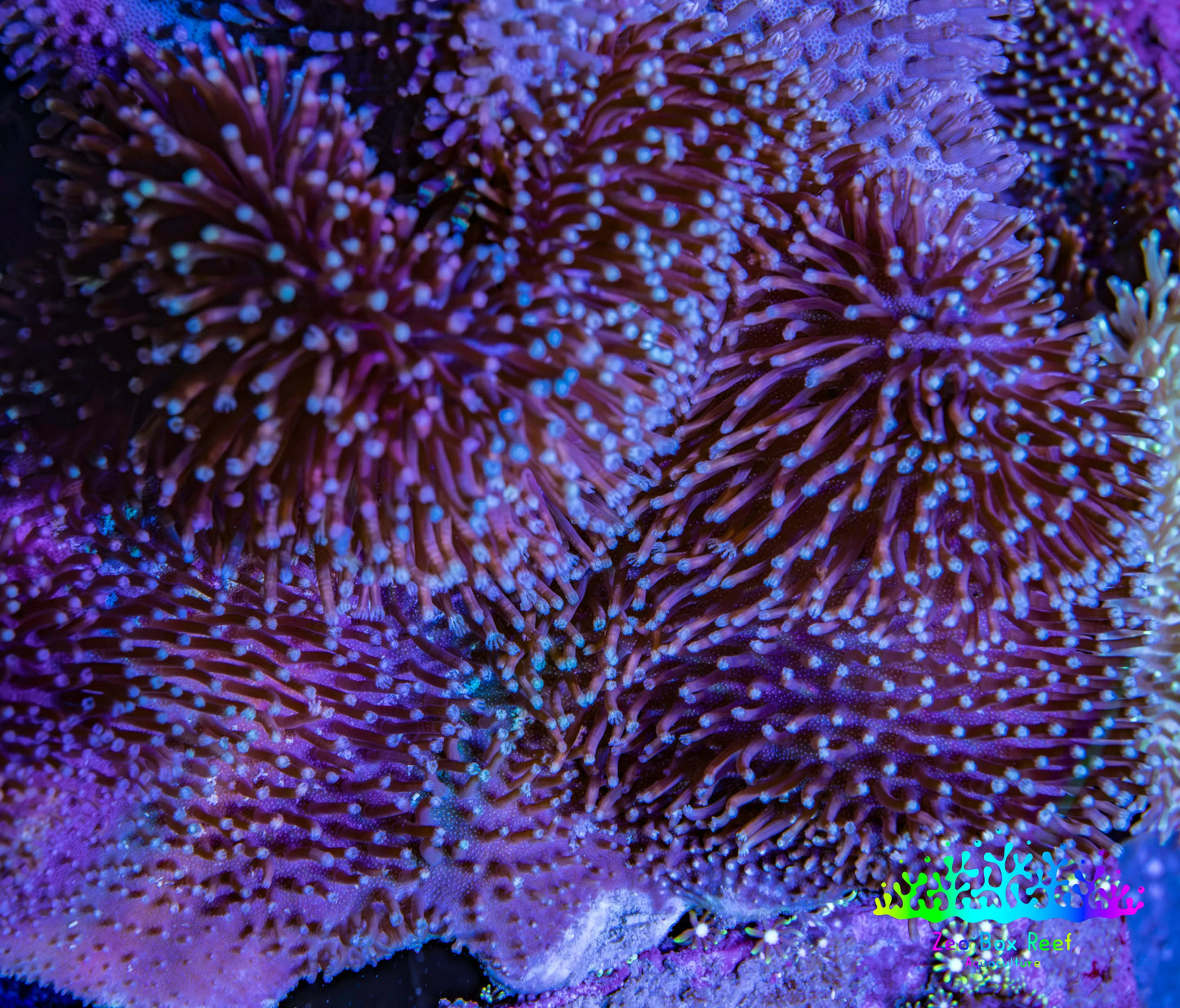 Leather Coral- Long Polyp Toadstool Leather 8cm WYSIWYG LBP1 Leather Coral- Long Polyp Toadstool Leather 8cm WYSIWYG LBP1 Soft Coral Leather Coral- Long Polyp Toadstool Leather 8cm WYSIWYG LBP1 Zeo Box Reef