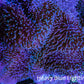 Leather Coral- Long Polyp Toadstool Leather 8cm WYSIWYG LBP1 Leather Coral- Long Polyp Toadstool Leather 8cm WYSIWYG LBP1 Soft Coral Leather Coral- Long Polyp Toadstool Leather 8cm WYSIWYG LBP1 Zeo Box Reef