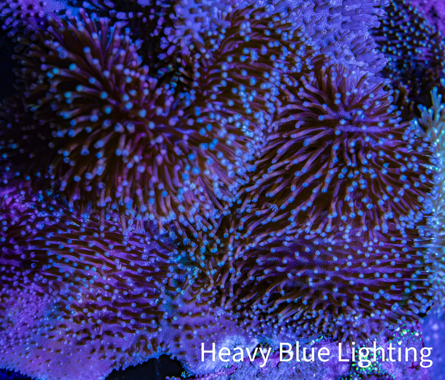 Leather Coral- Long Polyp Toadstool Leather 8cm WYSIWYG LBP1 Leather Coral- Long Polyp Toadstool Leather 8cm WYSIWYG LBP1 Soft Coral Leather Coral- Long Polyp Toadstool Leather 8cm WYSIWYG LBP1 Zeo Box Reef