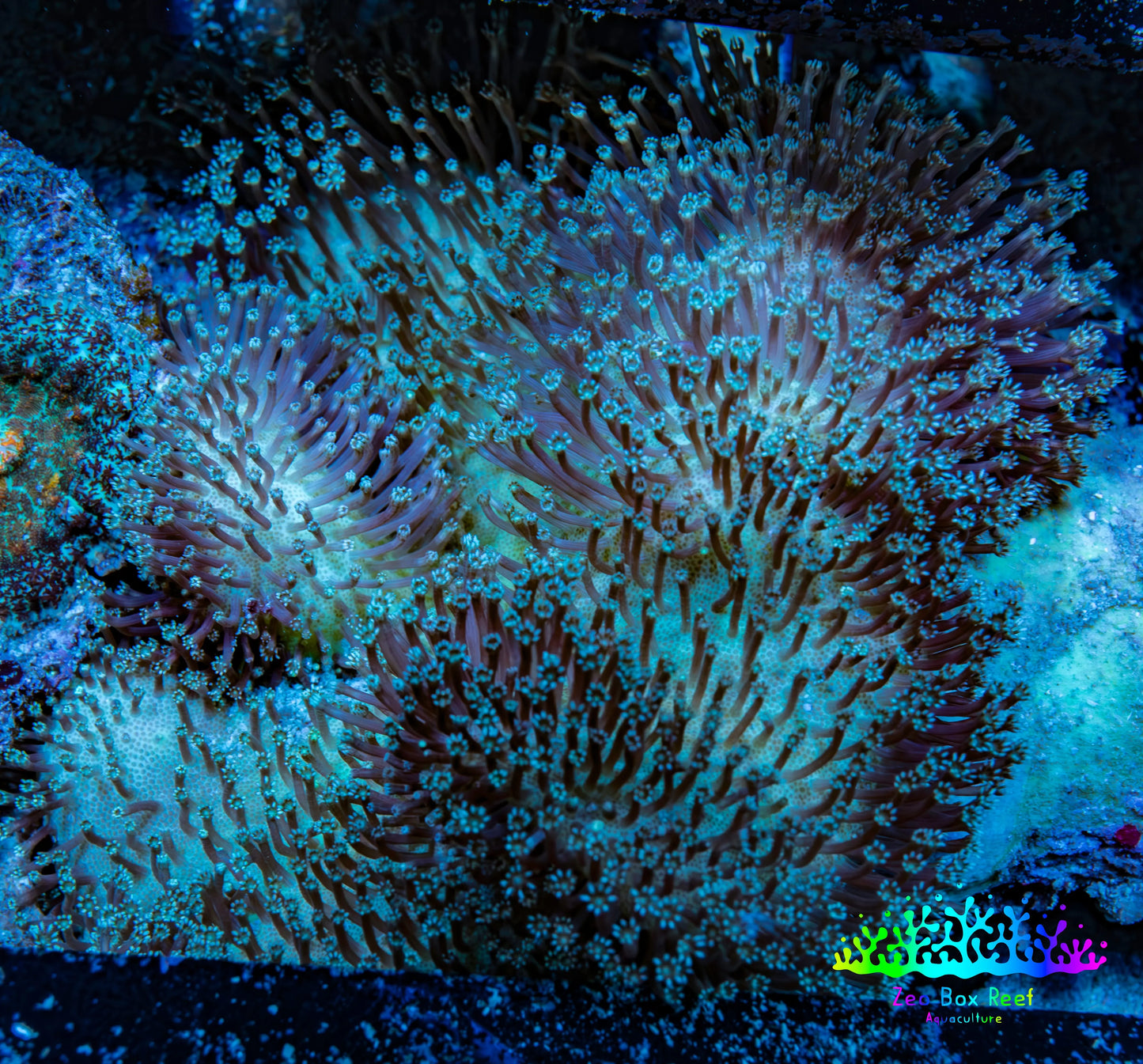 Leather Coral- Long Polyp Toadstool Leather 8cm WYSIWYG M1B2 Leather Coral- Long Polyp Toadstool Leather 8cm WYSIWYG M1B2 Soft Coral Leather Coral- Long Polyp Toadstool Leather 8cm WYSIWYG M1B2 Zeo Box Reef