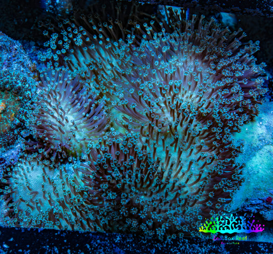 Leather Coral- Long Polyp Toadstool Leather 8cm WYSIWYG M1B2 Leather Coral- Long Polyp Toadstool Leather 8cm WYSIWYG M1B2 Soft Coral Leather Coral- Long Polyp Toadstool Leather 8cm WYSIWYG M1B2 Zeo Box Reef
