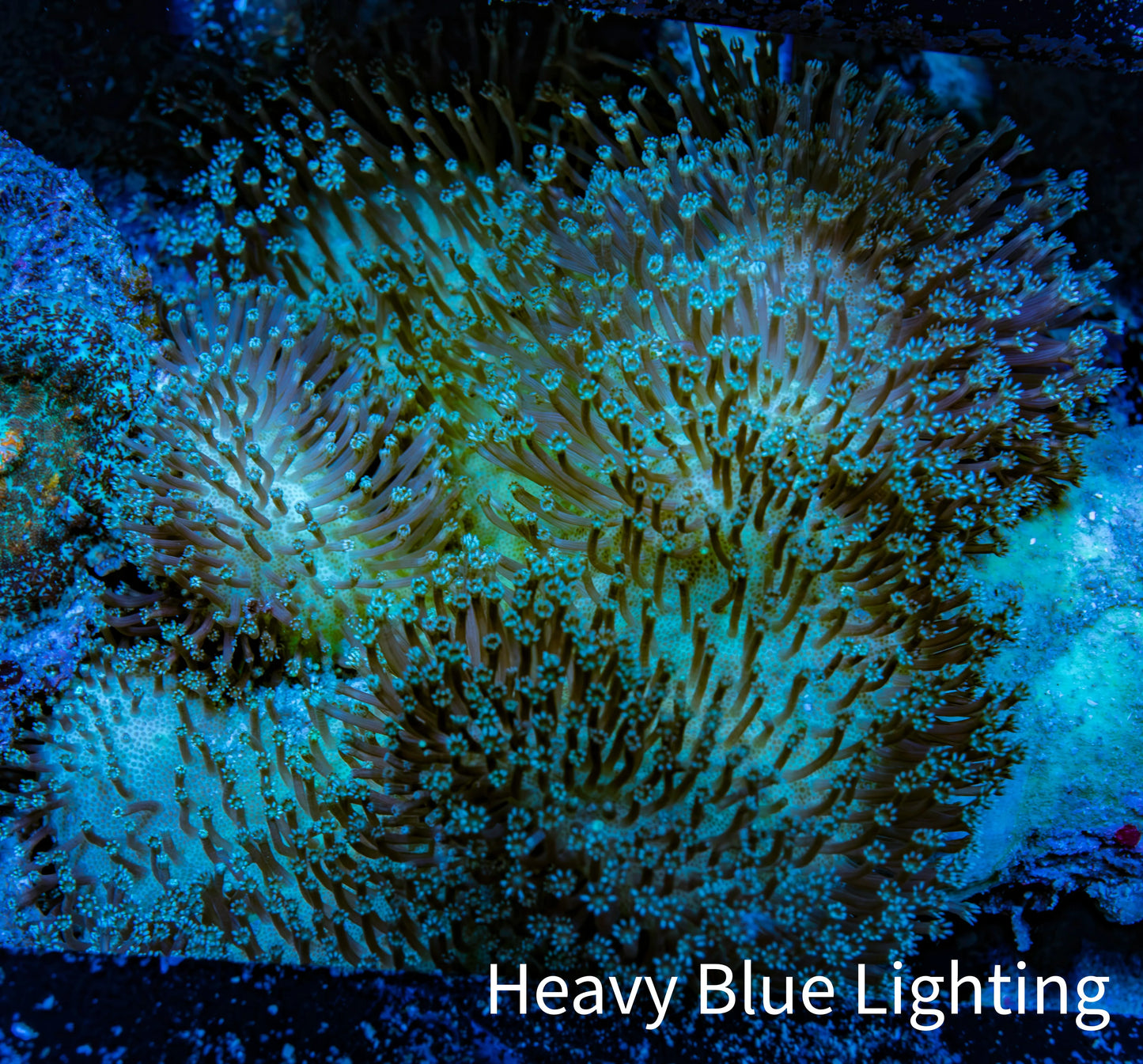 Leather Coral- Long Polyp Toadstool Leather 8cm WYSIWYG M1B2 Leather Coral- Long Polyp Toadstool Leather 8cm WYSIWYG M1B2 Soft Coral Leather Coral- Long Polyp Toadstool Leather 8cm WYSIWYG M1B2 Zeo Box Reef