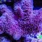 Leather Coral- Long Polyp Toadstool Leather 8cm WYSIWYG M2W2 Leather Coral- Long Polyp Toadstool Leather 8cm WYSIWYG M2W2 Soft Coral Leather Coral- Long Polyp Toadstool Leather 8cm WYSIWYG M2W2 Zeo Box Reef
