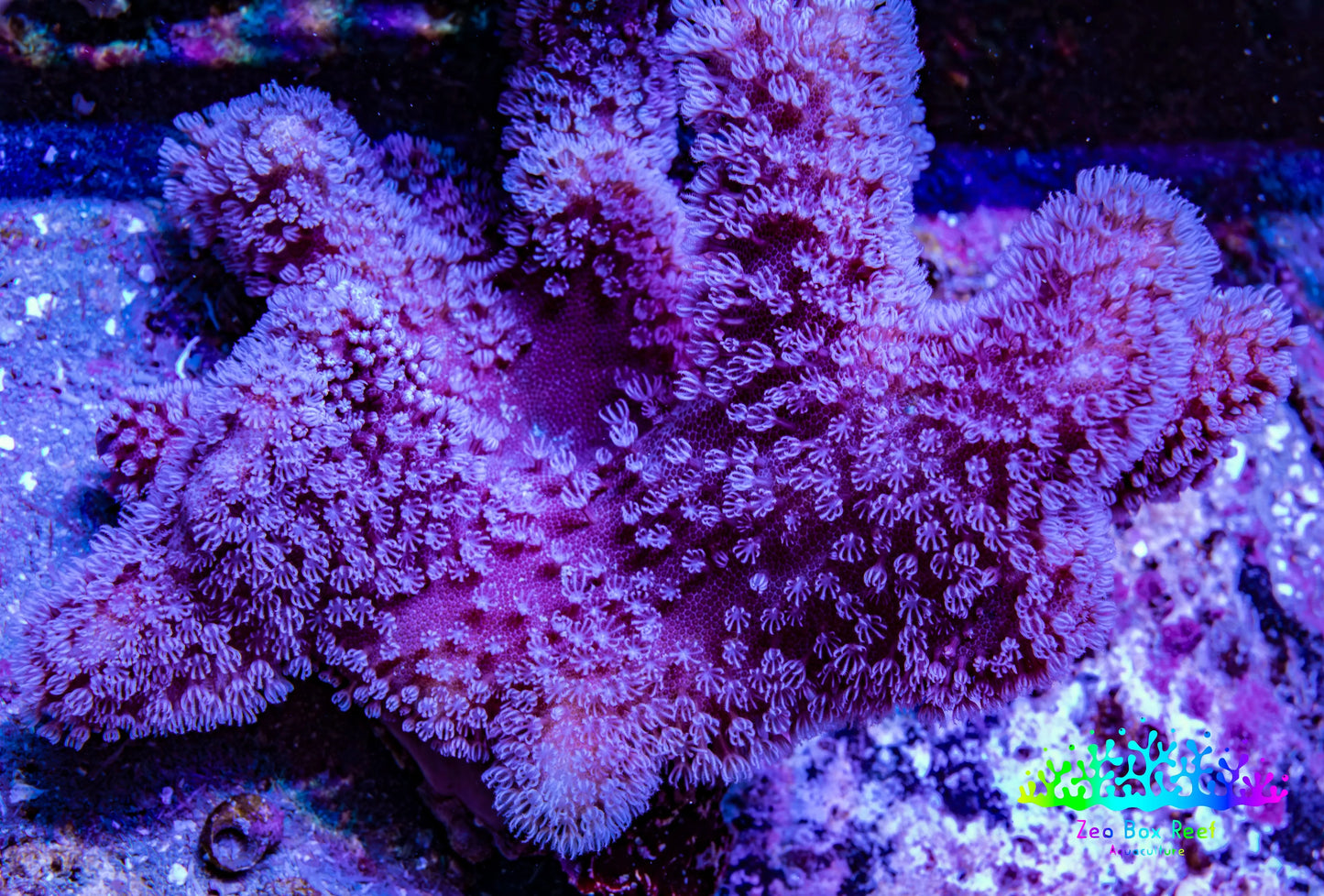 Leather Coral- Long Polyp Toadstool Leather 8cm WYSIWYG M2W2 Leather Coral- Long Polyp Toadstool Leather 8cm WYSIWYG M2W2 Soft Coral Leather Coral- Long Polyp Toadstool Leather 8cm WYSIWYG M2W2 Zeo Box Reef