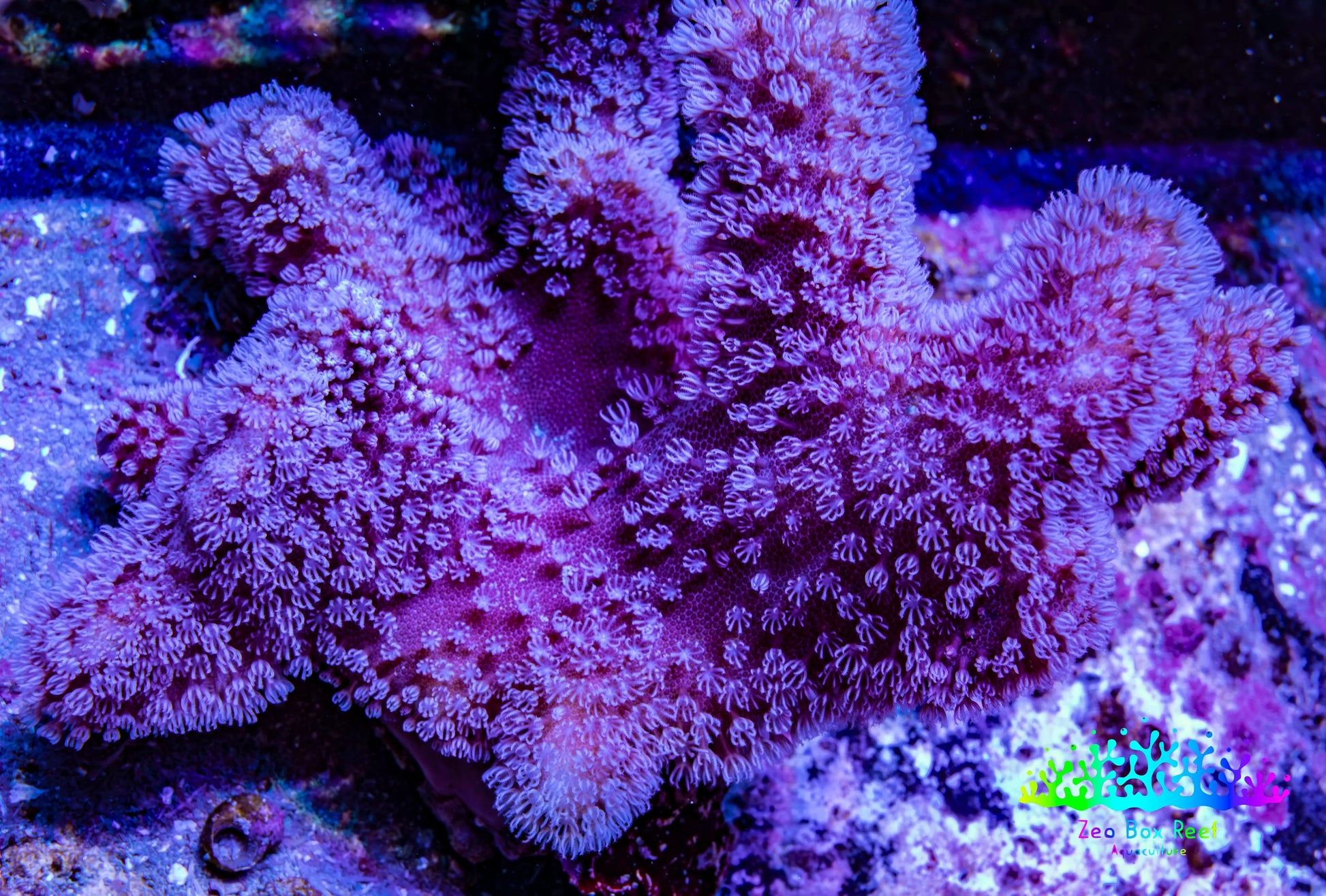 Leather Coral- Long Polyp Toadstool Leather 8cm WYSIWYG M2W2 Leather Coral- Long Polyp Toadstool Leather 8cm WYSIWYG M2W2 Soft Coral Leather Coral- Long Polyp Toadstool Leather 8cm WYSIWYG M2W2 Zeo Box Reef