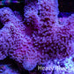 Leather Coral- Long Polyp Toadstool Leather 8cm WYSIWYG M2W2 Leather Coral- Long Polyp Toadstool Leather 8cm WYSIWYG M2W2 Soft Coral Leather Coral- Long Polyp Toadstool Leather 8cm WYSIWYG M2W2 Zeo Box Reef