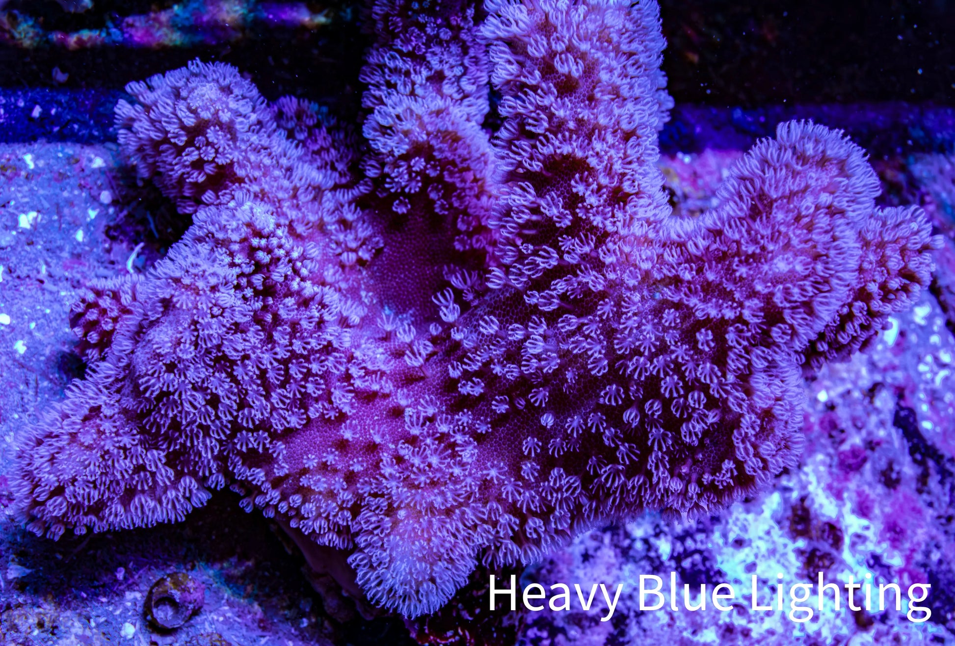 Leather Coral- Long Polyp Toadstool Leather 8cm WYSIWYG M2W2 Leather Coral- Long Polyp Toadstool Leather 8cm WYSIWYG M2W2 Soft Coral Leather Coral- Long Polyp Toadstool Leather 8cm WYSIWYG M2W2 Zeo Box Reef