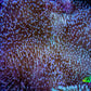 Leather Coral- Long Polyp Toadstool Leather 8cm WYSIWYG M2W2 Leather Coral- Long Polyp Toadstool Leather 8cm WYSIWYG M2W2 Soft Coral Leather Coral- Long Polyp Toadstool Leather 8cm WYSIWYG M2W2 Zeo Box Reef