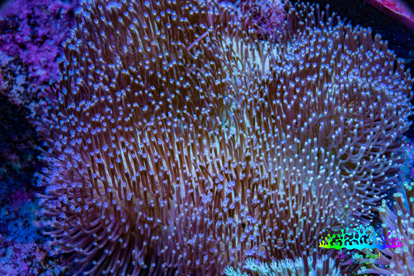 Leather Coral- Long Polyp Toadstool Leather 8cm WYSIWYG M2W2 Leather Coral- Long Polyp Toadstool Leather 8cm WYSIWYG M2W2 Soft Coral Leather Coral- Long Polyp Toadstool Leather 8cm WYSIWYG M2W2 Zeo Box Reef