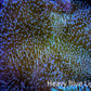 Leather Coral- Long Polyp Toadstool Leather 8cm WYSIWYG M2W2 Leather Coral- Long Polyp Toadstool Leather 8cm WYSIWYG M2W2 Soft Coral Leather Coral- Long Polyp Toadstool Leather 8cm WYSIWYG M2W2 Zeo Box Reef