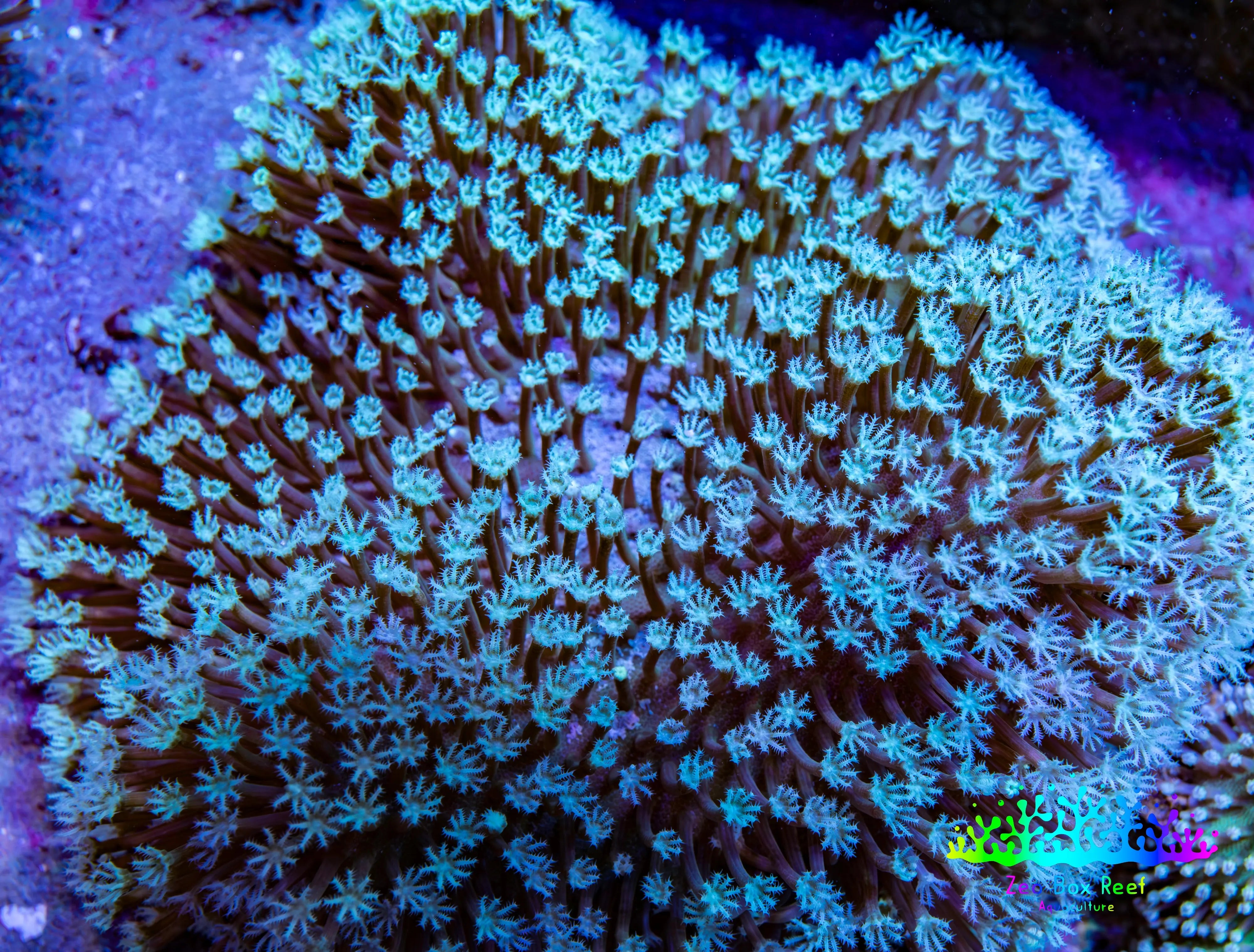 Long Polyp Toadstool Leather Coral WYSIWYG 9cm | Sarcophyton Soft Coral ...
