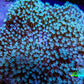 Leather Coral- Long Polyp Toadstool Leather 8cm WYSIWYG M2W2 Leather Coral- Long Polyp Toadstool Leather 8cm WYSIWYG M2W2 Soft Coral Leather Coral- Long Polyp Toadstool Leather 8cm WYSIWYG M2W2 Zeo Box Reef