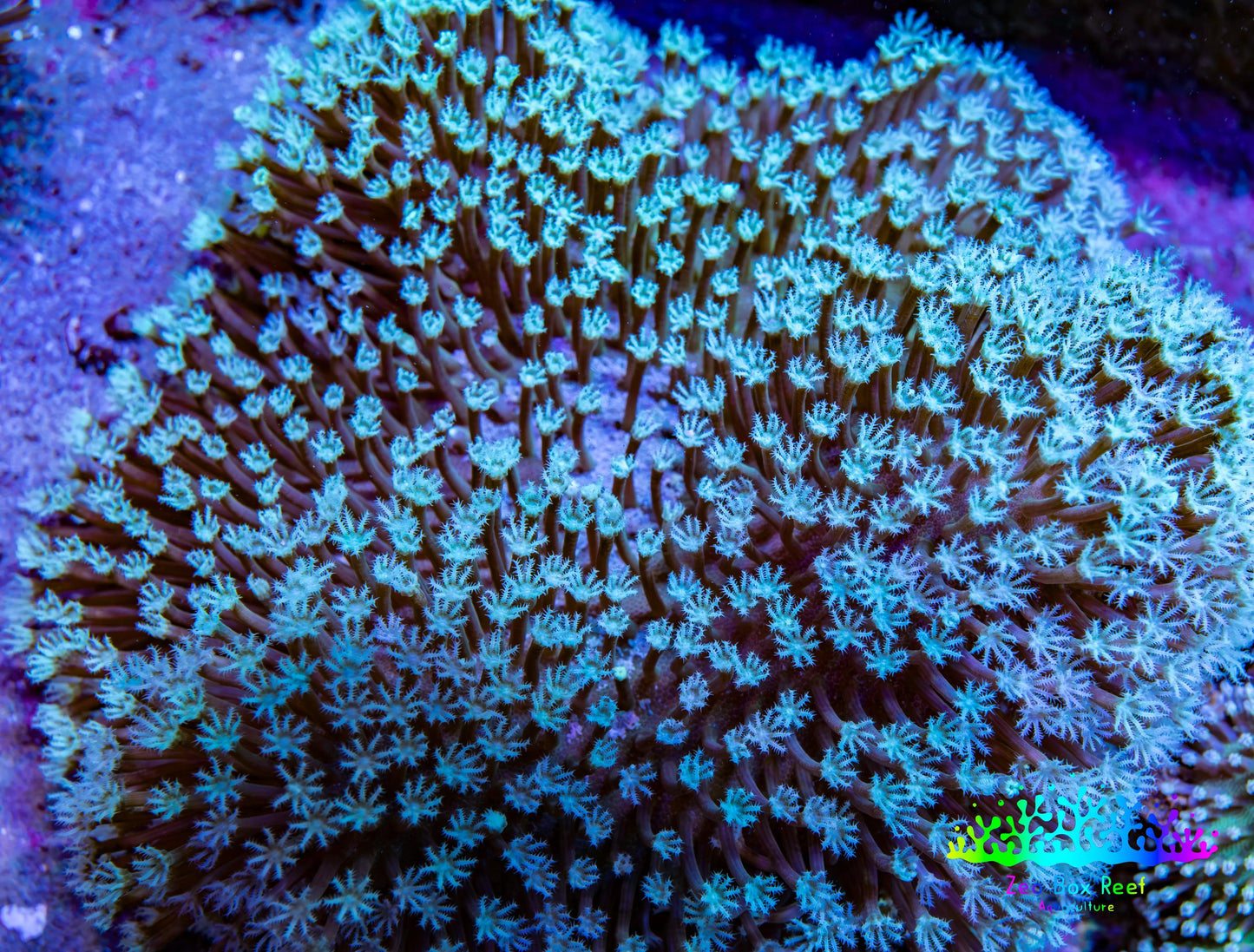 Leather Coral- Long Polyp Toadstool Leather 8cm WYSIWYG M2W2 Leather Coral- Long Polyp Toadstool Leather 8cm WYSIWYG M2W2 Soft Coral Leather Coral- Long Polyp Toadstool Leather 8cm WYSIWYG M2W2 Zeo Box Reef