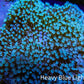 Leather Coral- Long Polyp Toadstool Leather 8cm WYSIWYG M2W2 Leather Coral- Long Polyp Toadstool Leather 8cm WYSIWYG M2W2 Soft Coral Leather Coral- Long Polyp Toadstool Leather 8cm WYSIWYG M2W2 Zeo Box Reef