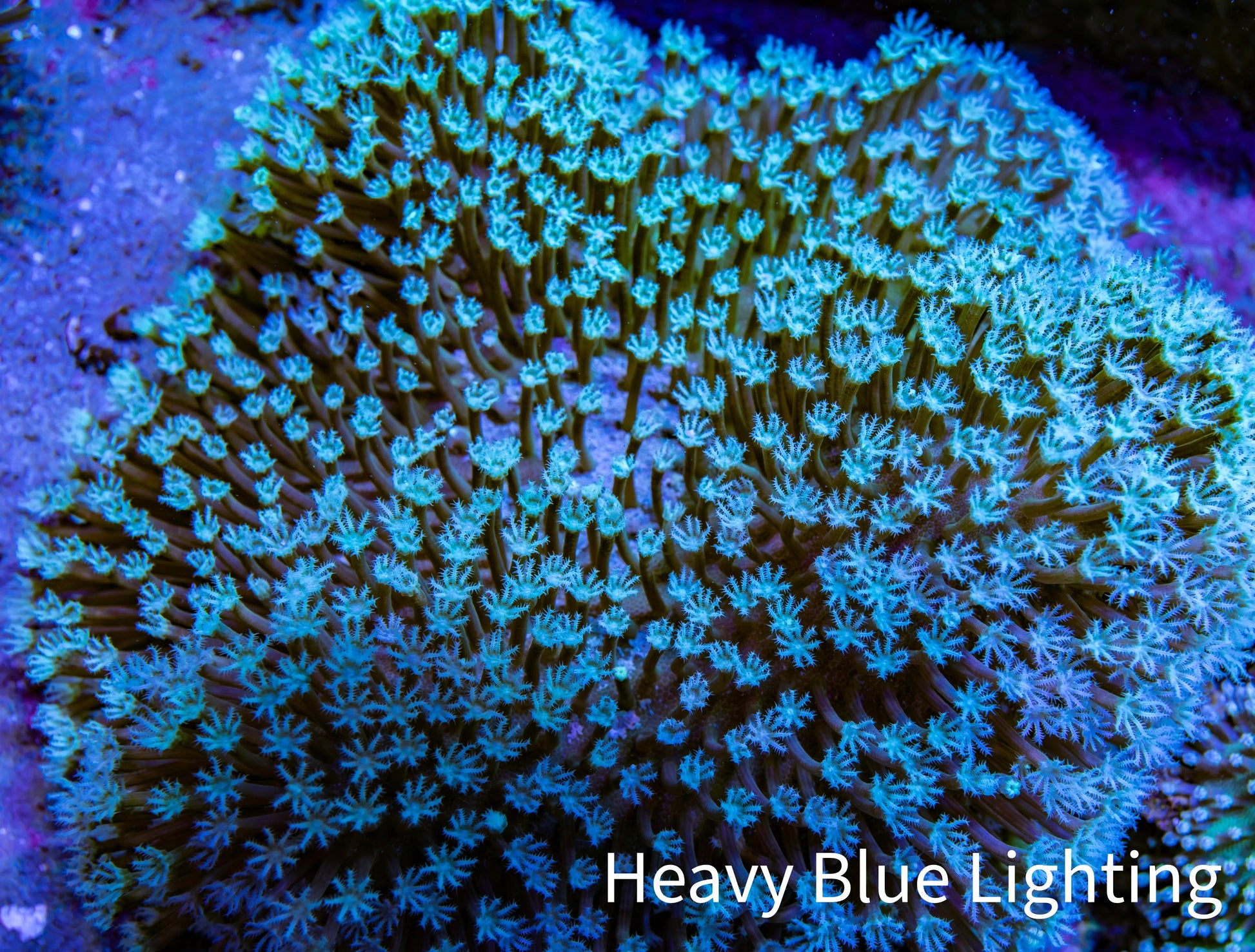 Leather Coral- Long Polyp Toadstool Leather 8cm WYSIWYG M2W2 Leather Coral- Long Polyp Toadstool Leather 8cm WYSIWYG M2W2 Soft Coral Leather Coral- Long Polyp Toadstool Leather 8cm WYSIWYG M2W2 Zeo Box Reef