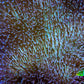 Leather Coral- Long Polyp Toadstool Leather 8cm WYSIWYG M2W2 (Copy) Leather Coral- Long Polyp Toadstool Leather 8cm WYSIWYG M2W2 (Copy) Soft Coral Leather Coral- Long Polyp Toadstool Leather 8cm WYSIWYG M2W2 (Copy) Zeo Box Reef
