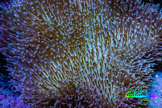 Leather Coral- Long Polyp Toadstool Leather 8cm WYSIWYG M2W2 (Copy) Leather Coral- Long Polyp Toadstool Leather 8cm WYSIWYG M2W2 (Copy) Soft Coral Leather Coral- Long Polyp Toadstool Leather 8cm WYSIWYG M2W2 (Copy) Zeo Box Reef
