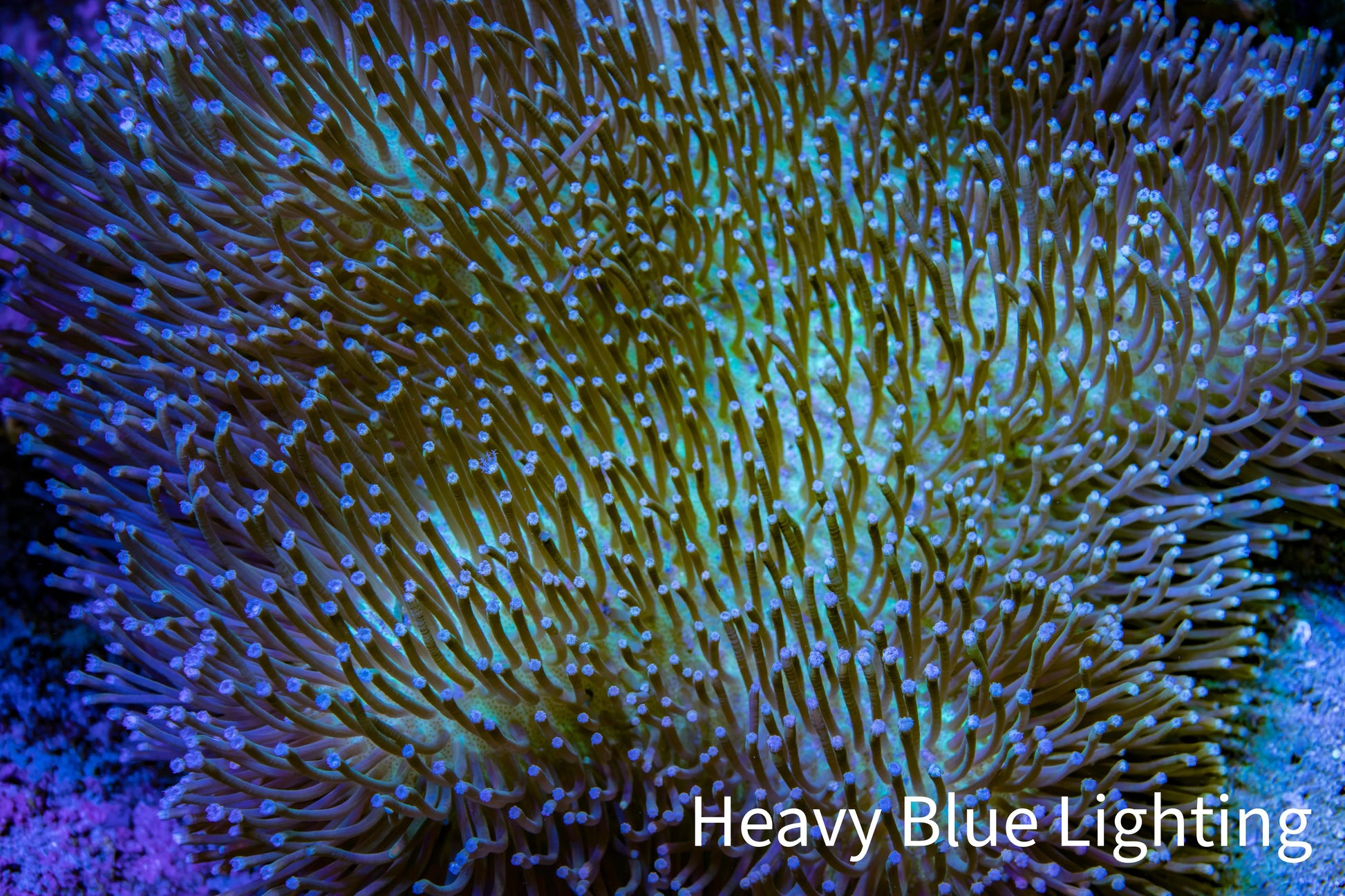 Leather Coral- Long Polyp Toadstool Leather 8cm WYSIWYG M2W2 (Copy) Leather Coral- Long Polyp Toadstool Leather 8cm WYSIWYG M2W2 (Copy) Soft Coral Leather Coral- Long Polyp Toadstool Leather 8cm WYSIWYG M2W2 (Copy) Zeo Box Reef