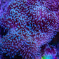 Leather Coral- Long Polyp Toadstool Leather 8cm WYSIWYG M3W2 Leather Coral- Long Polyp Toadstool Leather 8cm WYSIWYG M3W2 Soft Coral Leather Coral- Long Polyp Toadstool Leather 8cm WYSIWYG M3W2 Zeo Box Reef