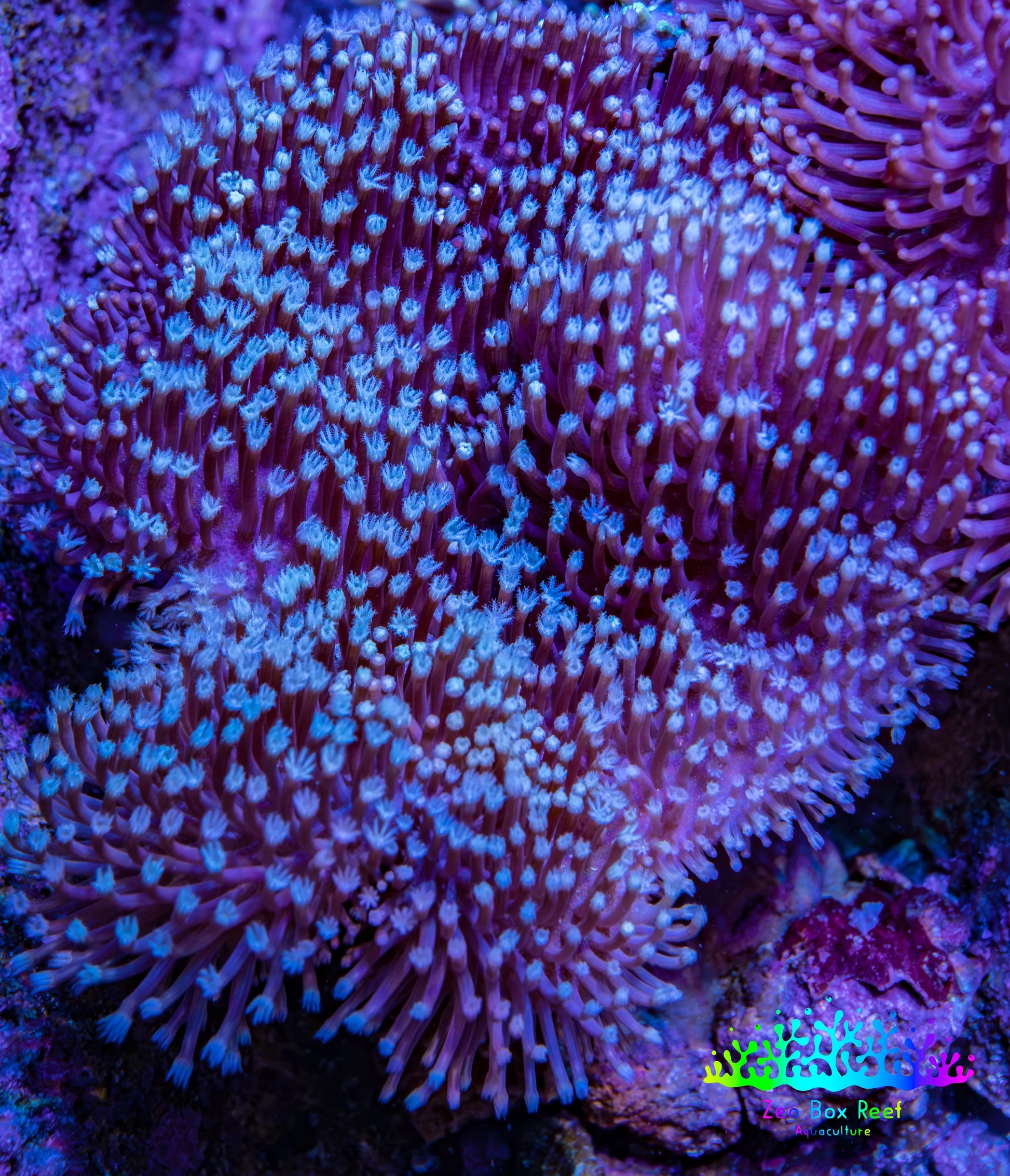 Leather Coral- Long Polyp Toadstool Leather 8cm WYSIWYG M3W2 Leather Coral- Long Polyp Toadstool Leather 8cm WYSIWYG M3W2 Soft Coral Leather Coral- Long Polyp Toadstool Leather 8cm WYSIWYG M3W2 Zeo Box Reef