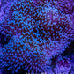 Leather Coral- Long Polyp Toadstool Leather 8cm WYSIWYG M3W2 Leather Coral- Long Polyp Toadstool Leather 8cm WYSIWYG M3W2 Soft Coral Leather Coral- Long Polyp Toadstool Leather 8cm WYSIWYG M3W2 Zeo Box Reef
