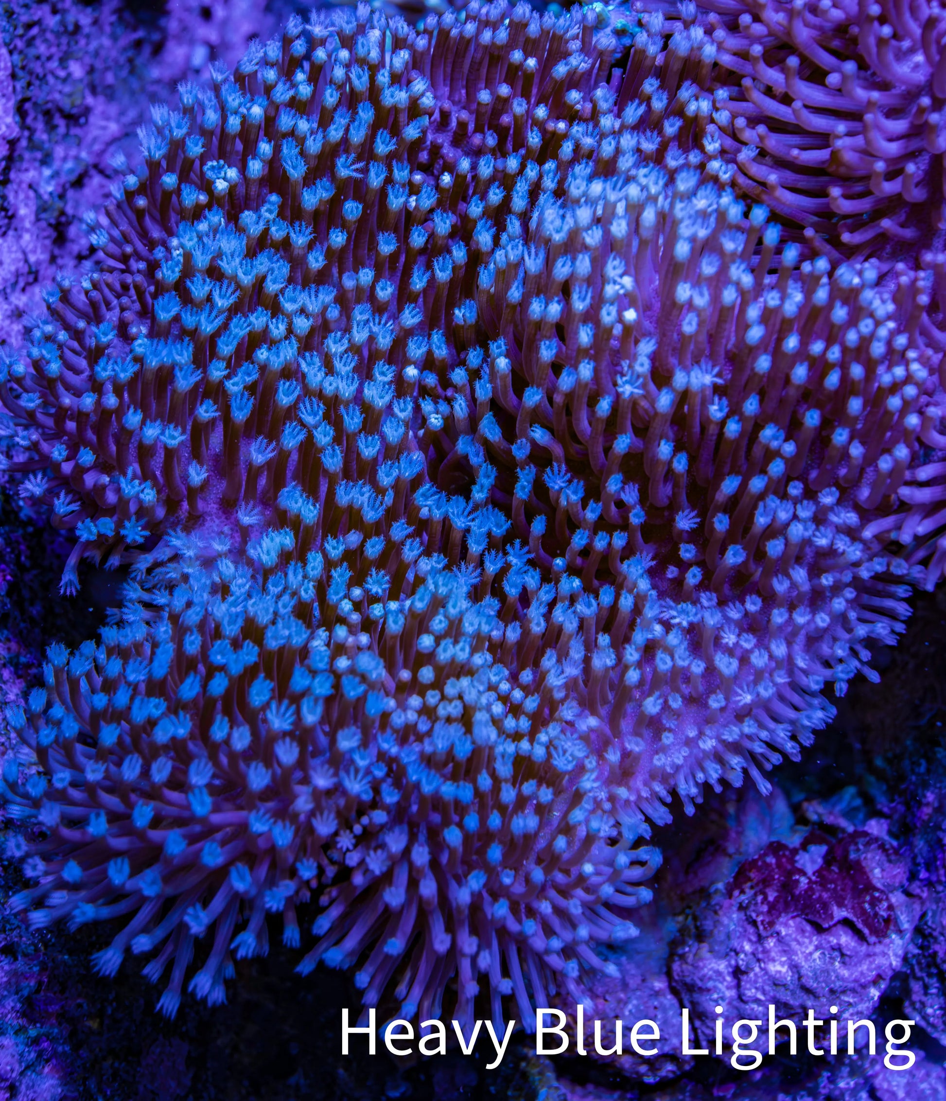 Leather Coral- Long Polyp Toadstool Leather 8cm WYSIWYG M3W2 Leather Coral- Long Polyp Toadstool Leather 8cm WYSIWYG M3W2 Soft Coral Leather Coral- Long Polyp Toadstool Leather 8cm WYSIWYG M3W2 Zeo Box Reef