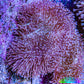 Leather Coral- Long Polyp Toadstool Leather 8cm WYSIWYG W1L1 Leather Coral- Long Polyp Toadstool Leather 8cm WYSIWYG W1L1 Soft Coral Leather Coral- Long Polyp Toadstool Leather 8cm WYSIWYG W1L1 Zeo Box Reef